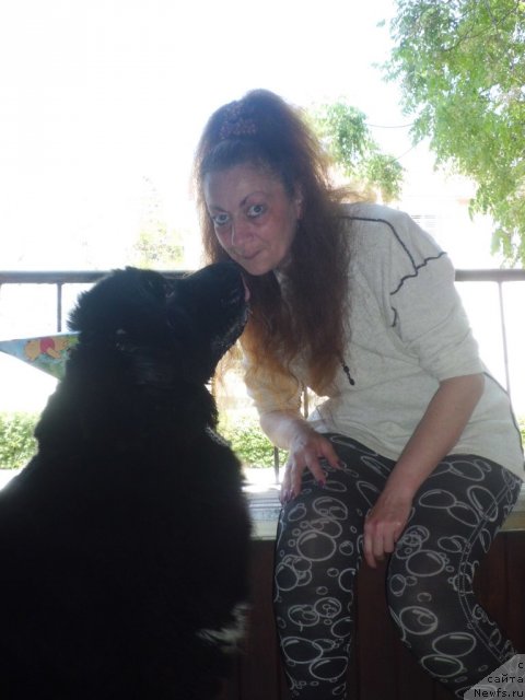 Фото: ньюфаундленд Питерньюф Чао-Какао, Лина Троянская