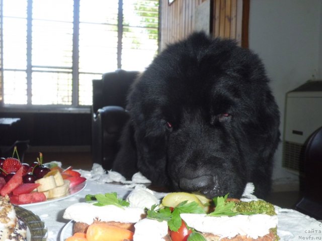 Фото: ньюфаундленд Питерньюф Чао-Какао