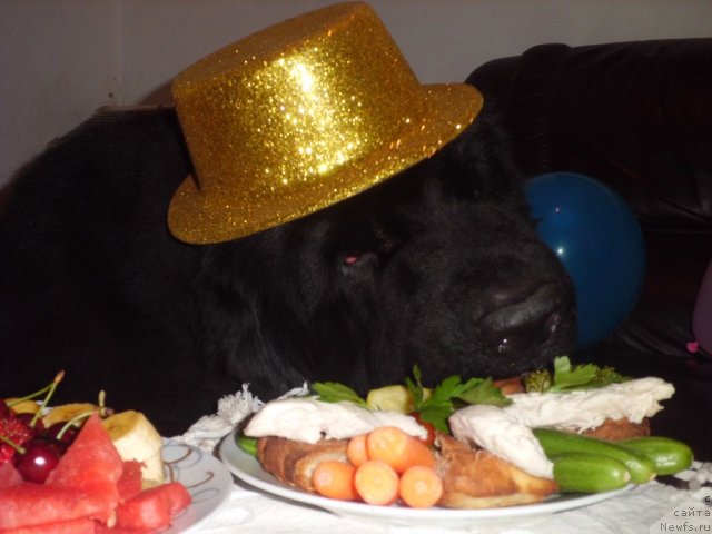 Фото: ньюфаундленд Питерньюф Чао-Какао