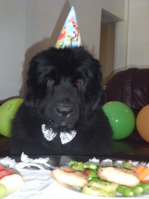 Фото: ньюфаундленд Питерньюф Чао-Какао