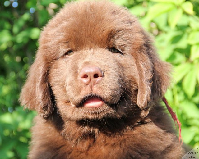 Фотография № 95986