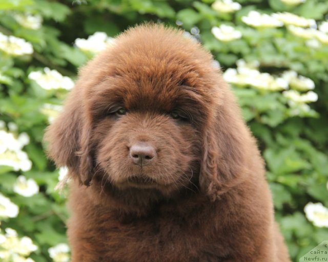 Фотография № 95987