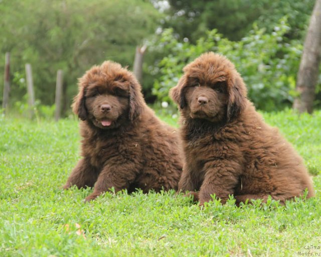 Фотография № 95989