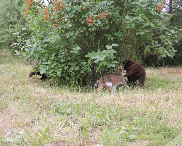 Фотография № 95991