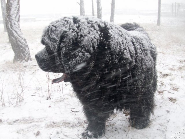 Фото: ньюфаундленд Ярада из Сибирской Глубинки (Yarada iz Sibirskoy Glubinki)