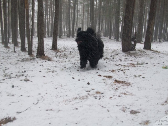 Фото: ньюфаундленд Ярада из Сибирской Глубинки (Yarada iz Sibirskoy Glubinki)