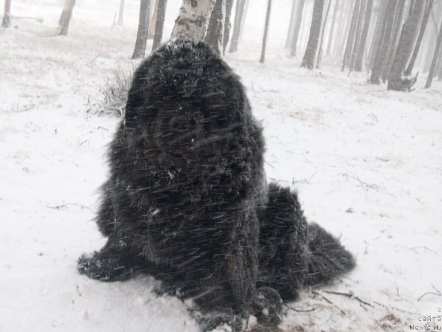 Фото: ньюфаундленд Карат из Медвежьего Яра (Karat iz Medvejyego Yara)