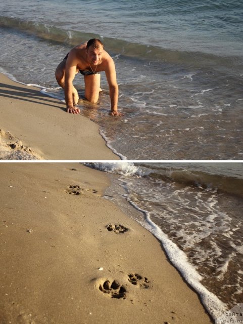 Фото: ньюфаундленд Лесная Сказка Королевский Медведь (Lesnaja Skazka Korolevskiy Medved), Дмитрий Самарцев