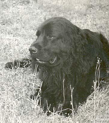 Фото: ньюфаундленд Басма