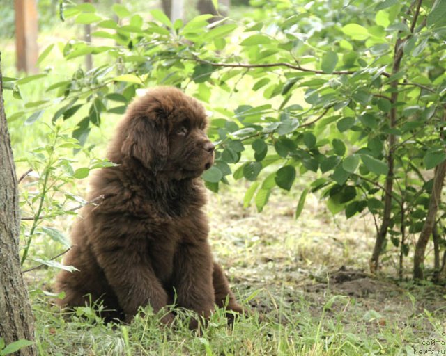 Фотография № 96002