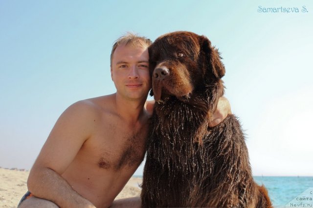 Фото: ньюфаундленд Лесная Сказка Королевский Медведь (Lesnaja Skazka Korolevskiy Medved), Дмитрий Самарцев