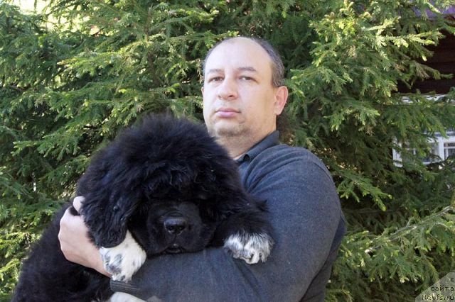 Фото: ньюфаундленд Супер Бизон Индия