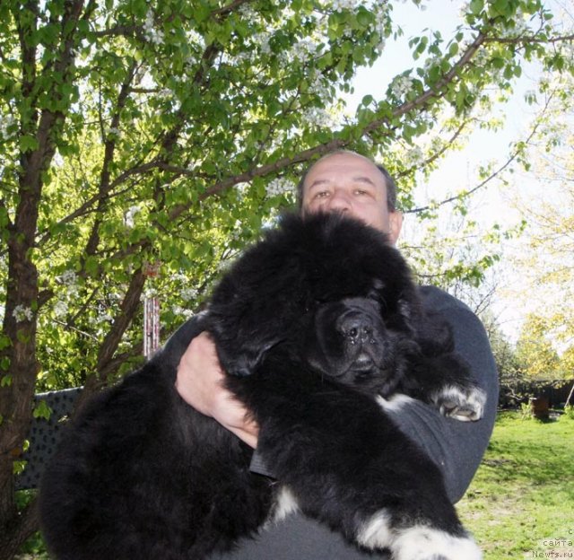 Фотография № 96010