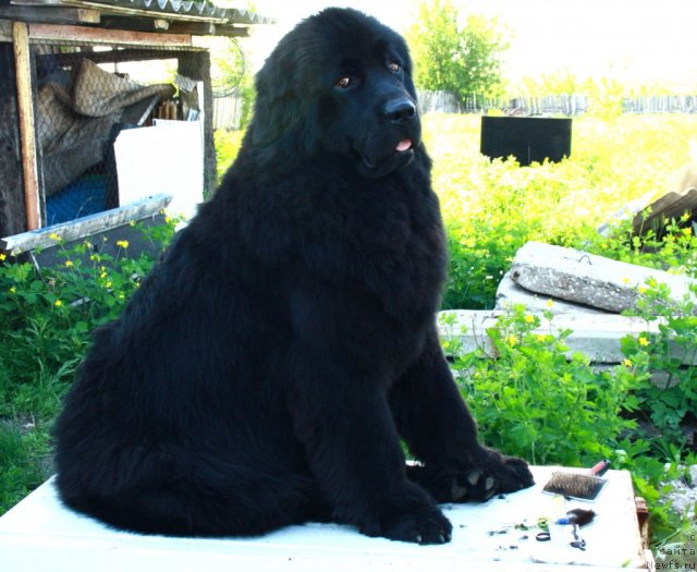 Фото: ньюфаундленд Челси Барни