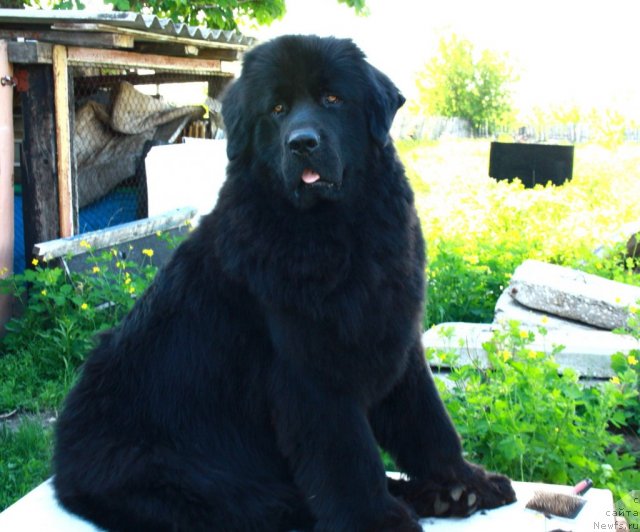Фото: ньюфаундленд Челси Барни