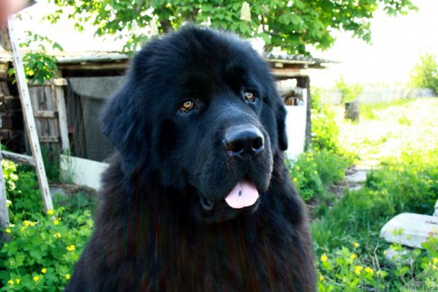 Фотография № 96013