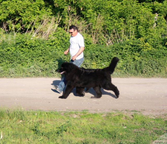 Фото: ньюфаундленд Челси Барни, Сергей Селезнев
