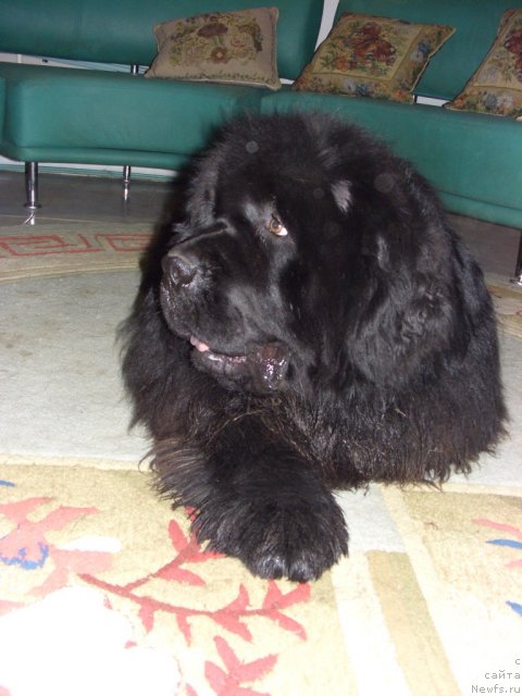 Фото: ньюфаундленд Баловень Судьбы
