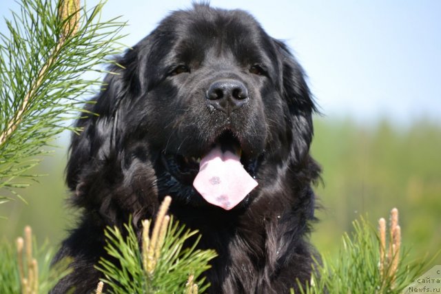 Фото: ньюфаундленд Нефертити Красавица Грядет