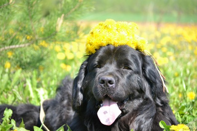 Фото: ньюфаундленд Нефертити Красавица Грядет