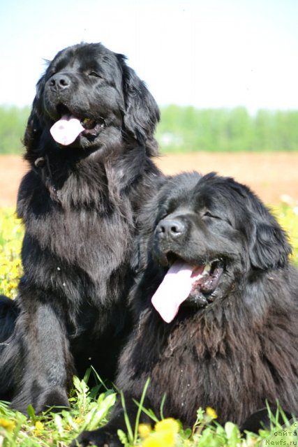 Фото: ньюфаундленд Нефертити Красавица Грядет, ньюфаундленд Уильям Наследник Трона