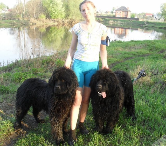 Фото: ньюфаундленд Аланд, Юлия Гунина, ньюфаундленд Аманси