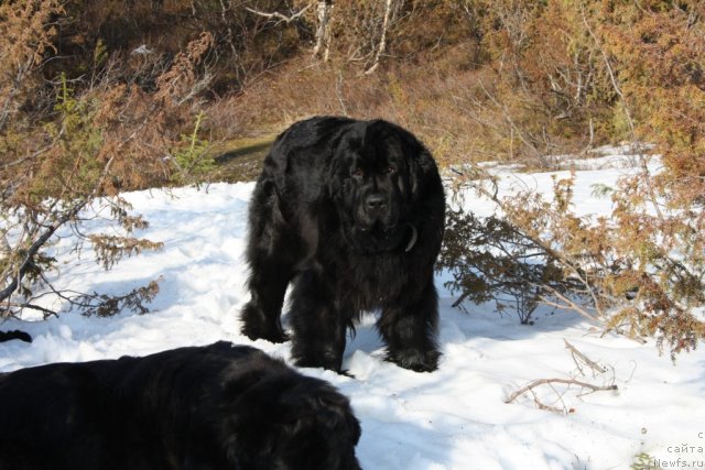 Фотография № 96030