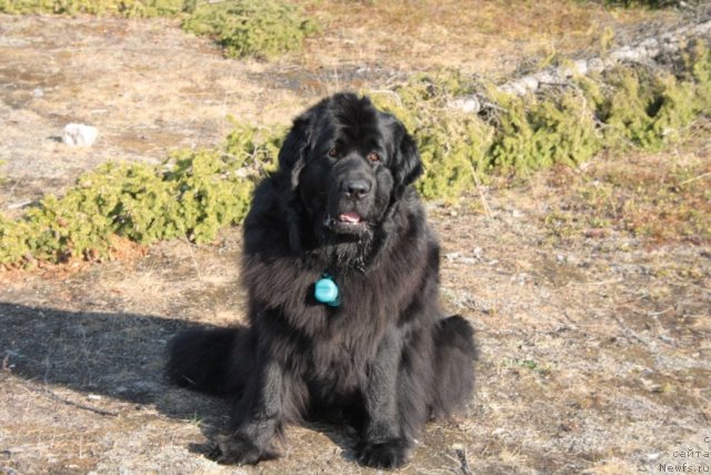 Фотография № 96034