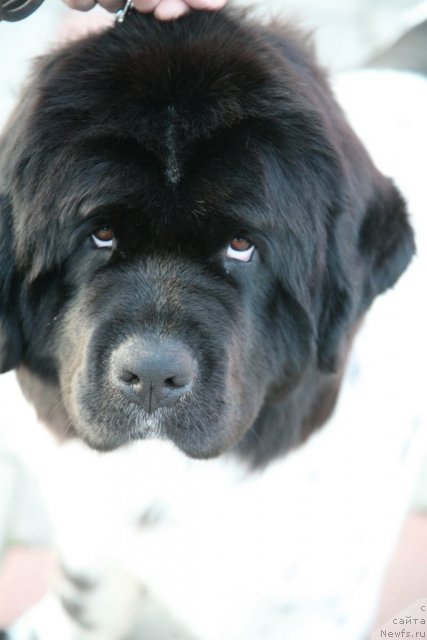 Фото: ньюфаундленд Аквиан Сонг Зеро Гравити (Akvian Song Zero Graviti)