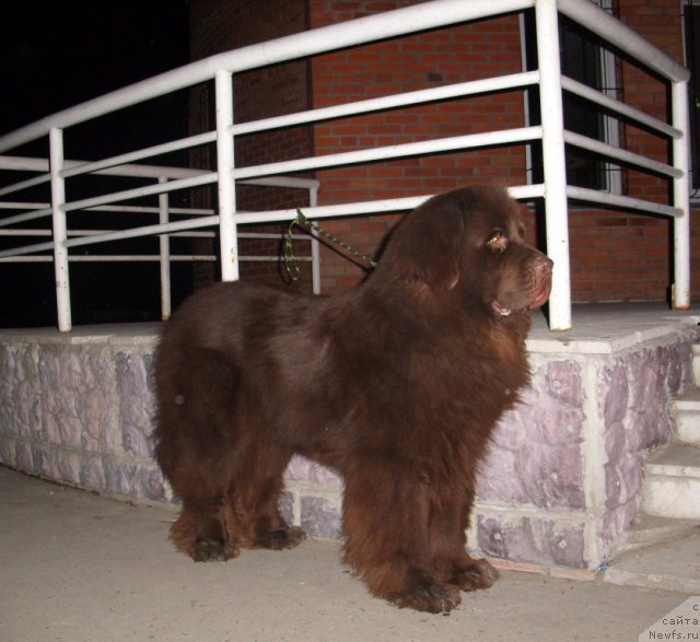 Фото: ньюфаундленд Черный Шарм Амбер Бест Дог ФО Марлеон