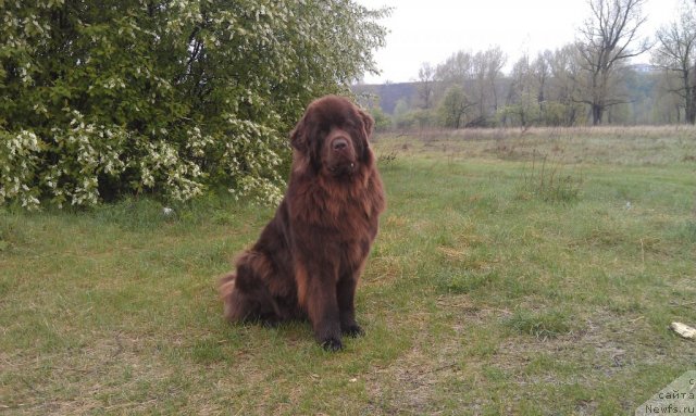 Фотография № 96059