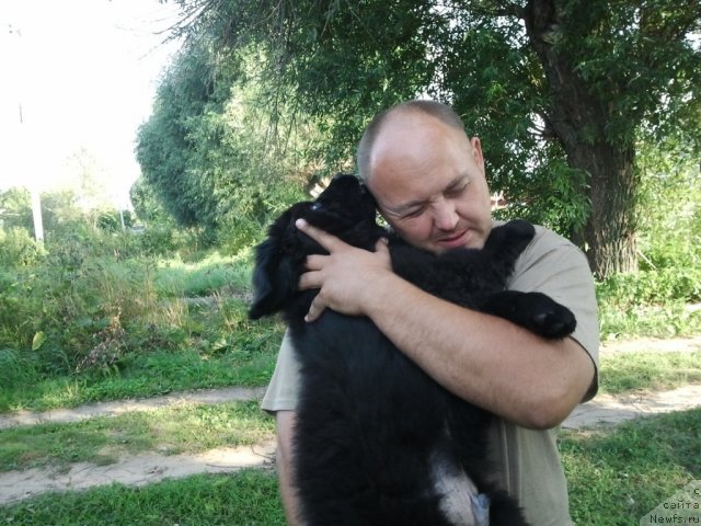 Фото: ньюфаундленд Сент Джонс Челенжер, Андрей Барановский