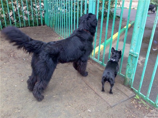 Фото: Гришка и Лари