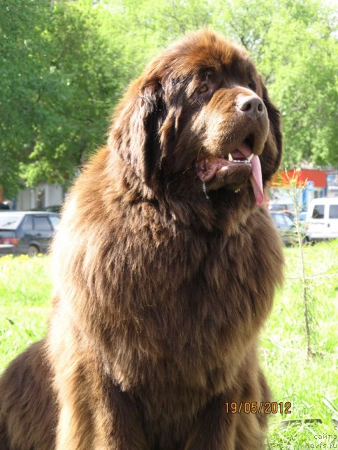 Фото: ньюфаундленд Кокетка от Чаннел из Медвежьего Яра