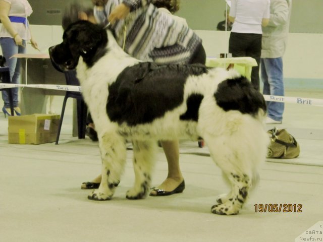 Фотография № 96089