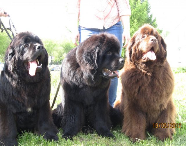 Фото: ньюфаундленд Арье Черная Сенсация Пармы, ньюфаундленд Аккила Тико Яркая Звезда, ньюфаундленд Кокетка от Чаннел из Медвежьего Яра