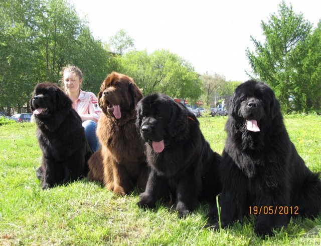 Фото: ньюфаундленд Их Высочество Владлена Маджикс, ньюфаундленд Кокетка от Чаннел из Медвежьего Яра, ньюфаундленд Арье Черная Сенсация Пармы, ньюфаундленд Аккила Тико Яркая Звезда, Екатерина Плотникова