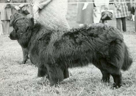 Фото: ньюфаундленд Пегги Зид