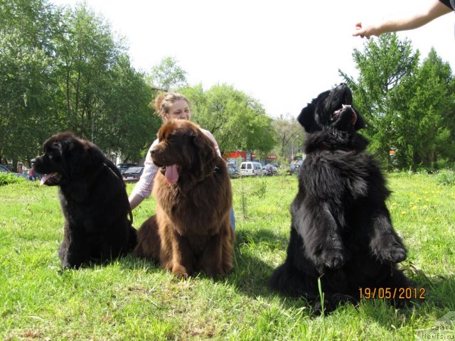 Фото: ньюфаундленд Арье Черная Сенсация Пармы, ньюфаундленд Кокетка от Чаннел из Медвежьего Яра, ньюфаундленд Их Высочество Владлена Маджикс