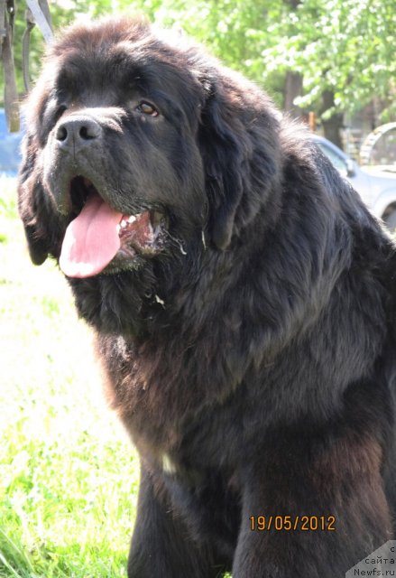 Фото: ньюфаундленд Аккила Тико Яркая Звезда