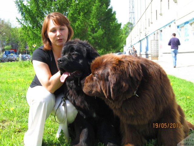 Фото: ньюфаундленд Кокетка от Чаннел из Медвежьего Яра, ньюфаундленд Аккила Тико Яркая Звезда, Елена Кривенко