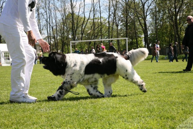 Фото: ньюфаундленд Аквиан Сонг Зеро Гравити (Akvian Song Zero Graviti), Александр Розенфельд