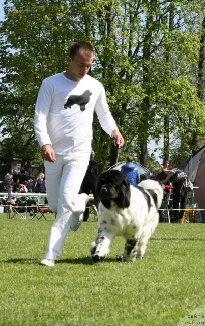 Фото: Александр Розенфельд, ньюфаундленд Аквиан Сонг Зеро Гравити (Akvian Song Zero Graviti)