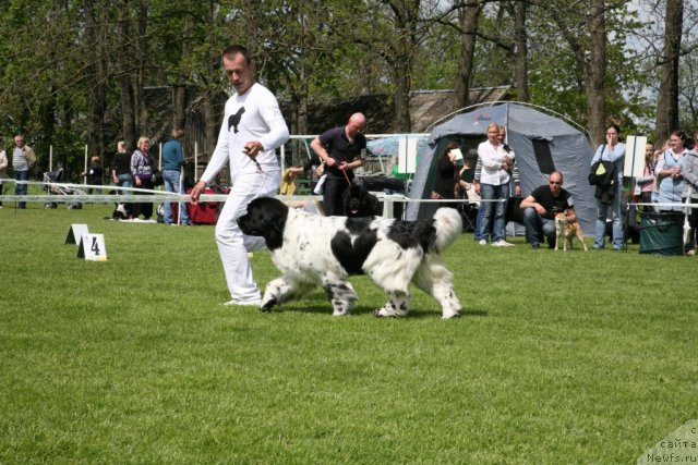 Фото: ньюфаундленд Аквиан Сонг Зеро Гравити (Akvian Song Zero Graviti), Александр Розенфельд