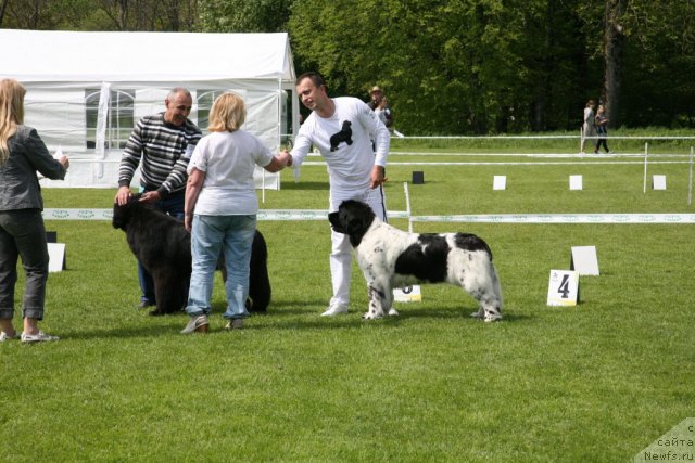 Фото: ньюфаундленд Звездный Дар Агасси (Zvezdnij Dar Agassi), ньюфаундленд Аквиан Сонг Зеро Гравити (Akvian Song Zero Graviti)