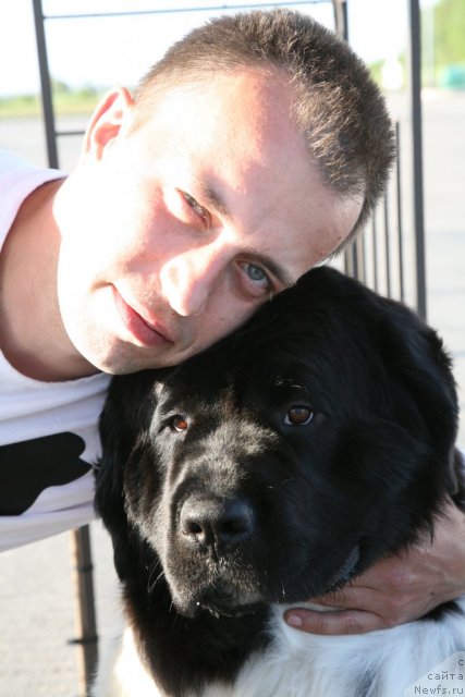 Фото: ньюфаундленд Аквиан Сонг Зеро Гравити (Akvian Song Zero Graviti), Александр Розенфельд