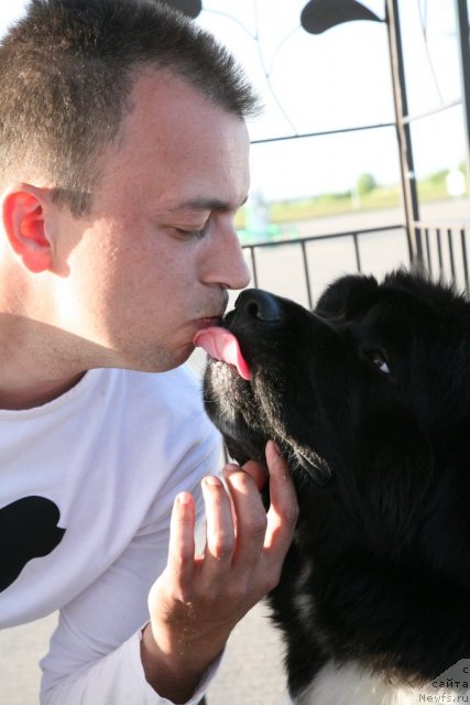 Фото: ньюфаундленд Аквиан Сонг Зеро Гравити (Akvian Song Zero Graviti), Александр Розенфельд