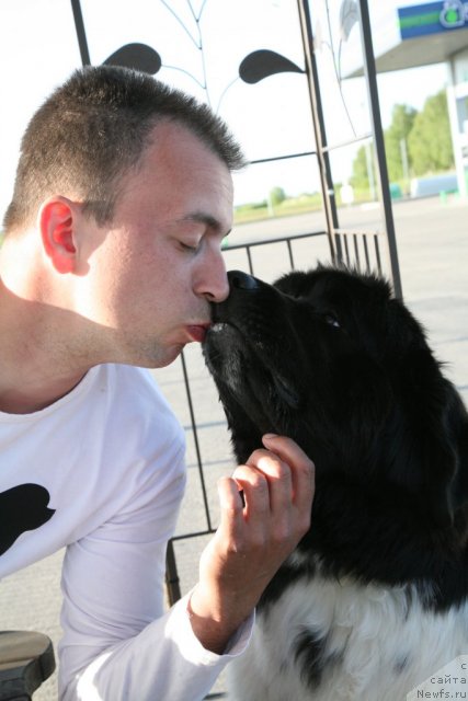 Фото: ньюфаундленд Аквиан Сонг Зеро Гравити (Akvian Song Zero Graviti), Александр Розенфельд