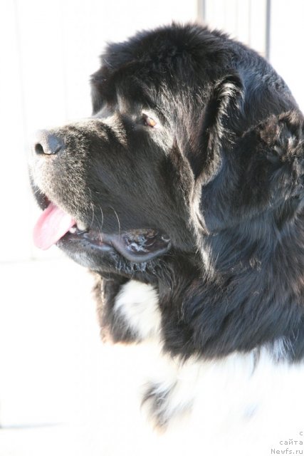 Фото: ньюфаундленд Аквиан Сонг Зеро Гравити (Akvian Song Zero Graviti)