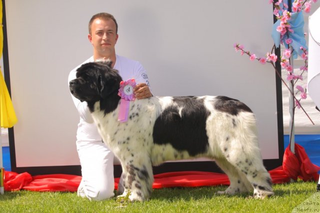 Фото: ньюфаундленд Аквиан Сонг Зеро Гравити (Akvian Song Zero Graviti), Александр Розенфельд